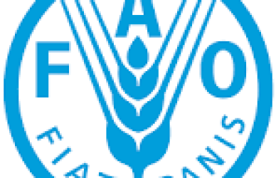 FAO Internship Program 2025 – Fully Funded UN Opportunity